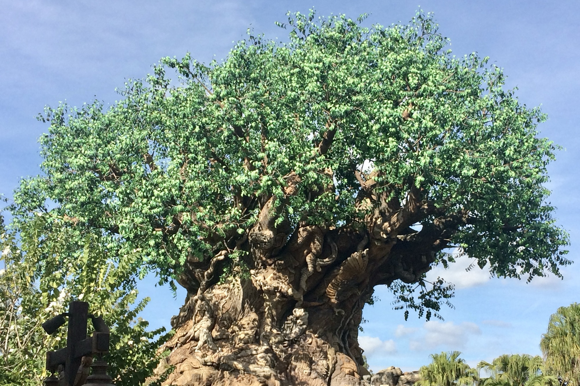 Animal Kingdom Tree of Life